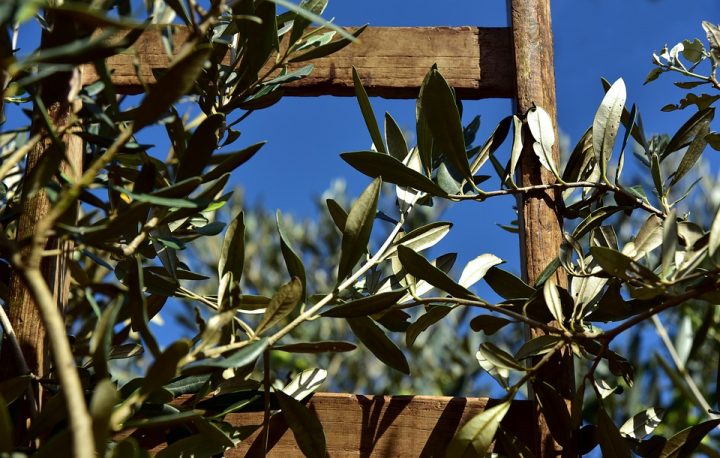 Biblick  l k star  3 500 let aj  z  olivov ch list  l   