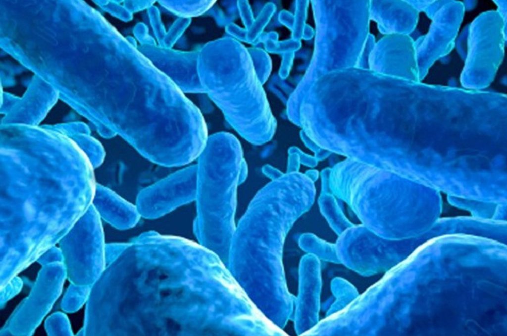Probiotické bakterie