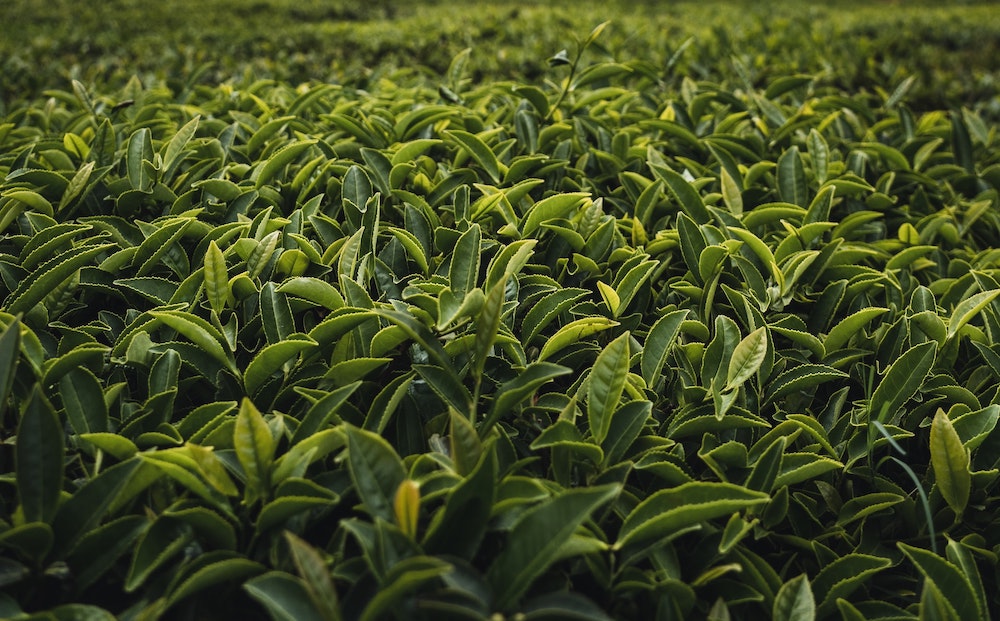 Plantáž zeleného čaje
