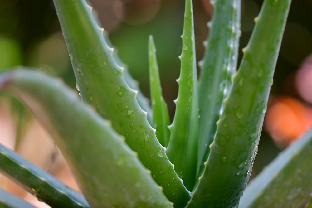 Detailní záběr rostliny aloe vera