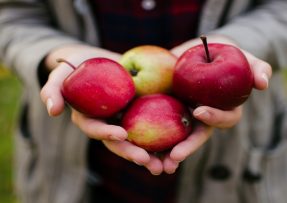 Žena drží čtyři jablka v rukou