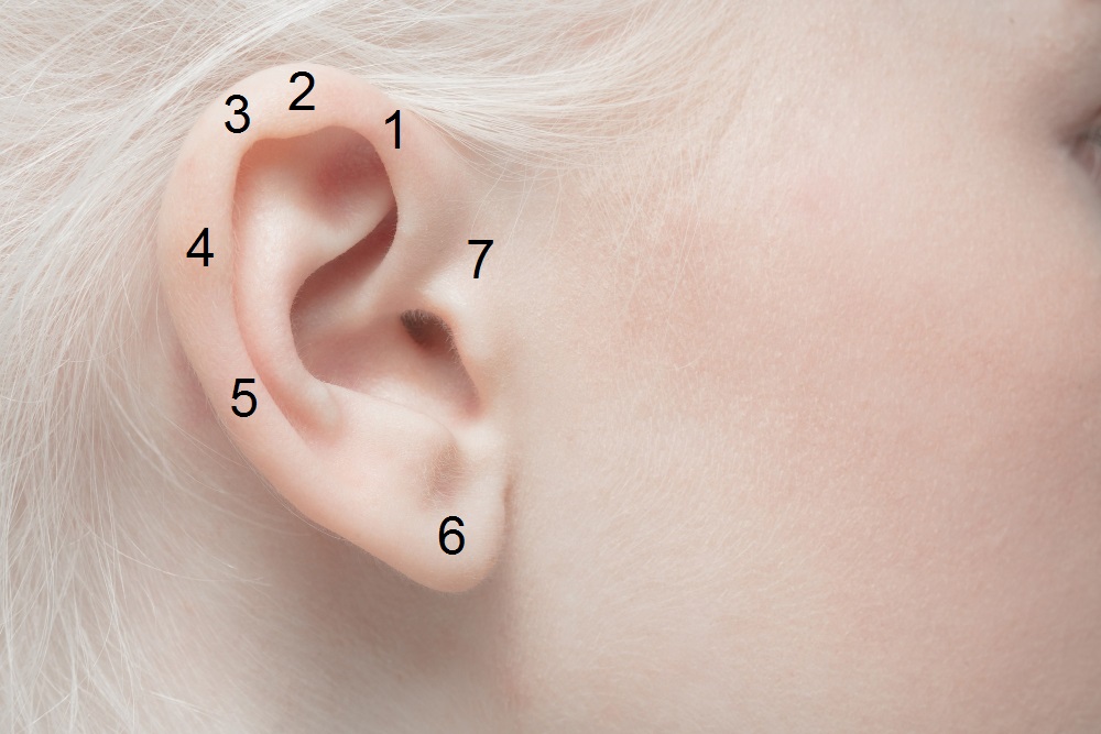 Detail lidského ucha s čísly, které označují akupresurní body na uchu