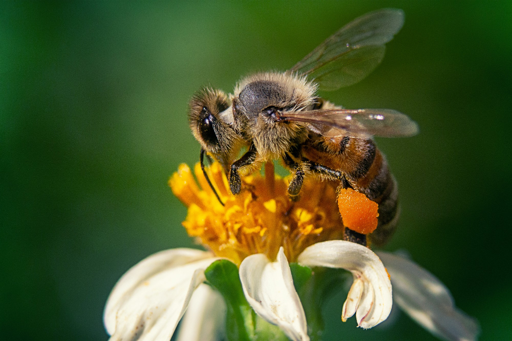Včela na květině sbírající pyl