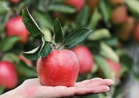 Červené jablko s kouskem větvičky a listů na ženské dlani