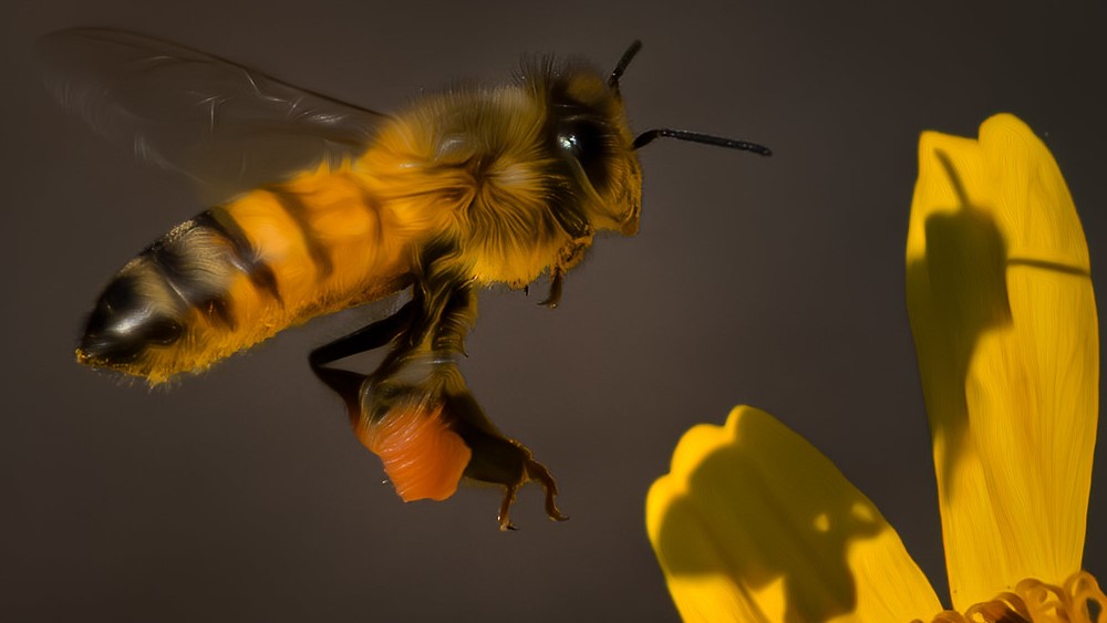 Včela - mateří kašička