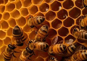včely-plástev-mateří kašička