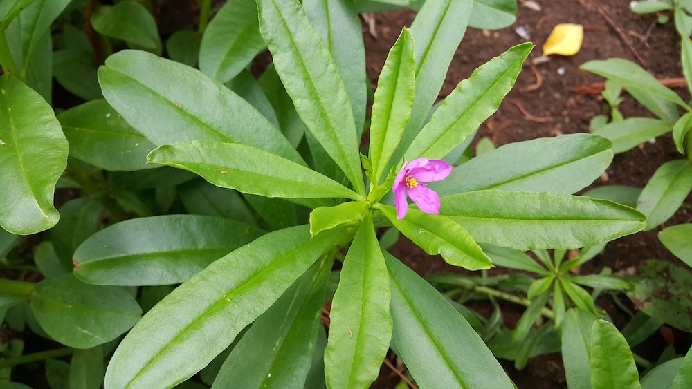 Ženšen rostlina v květu