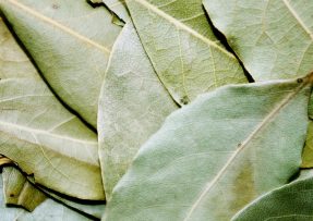 Sušené bobkové listy