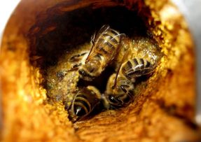 Pohled na pracující včely