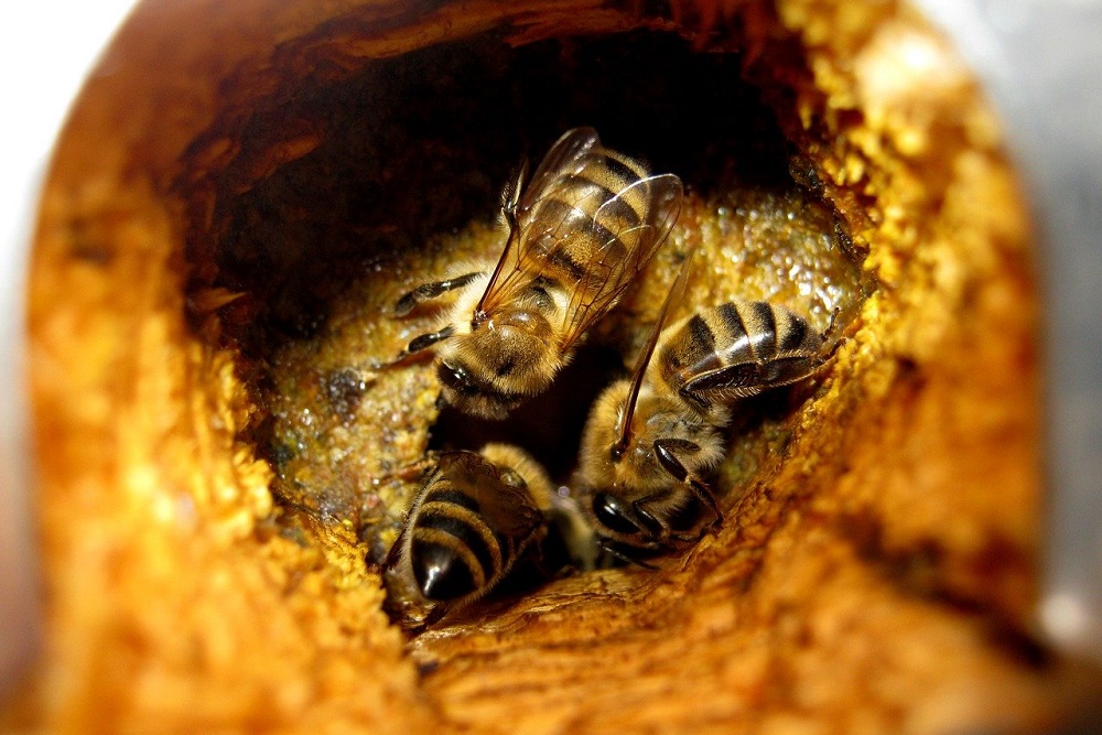 Pohled na pracující včely