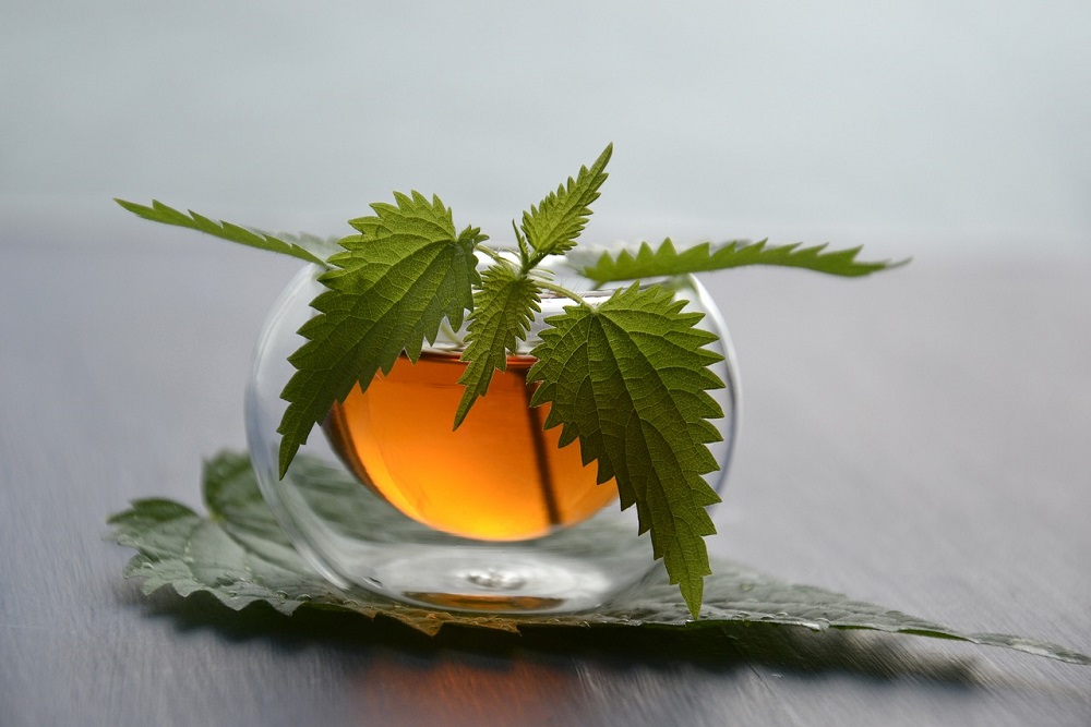 Kopřivový čaj ve skleněném hrnku s rostlinou kopřivy