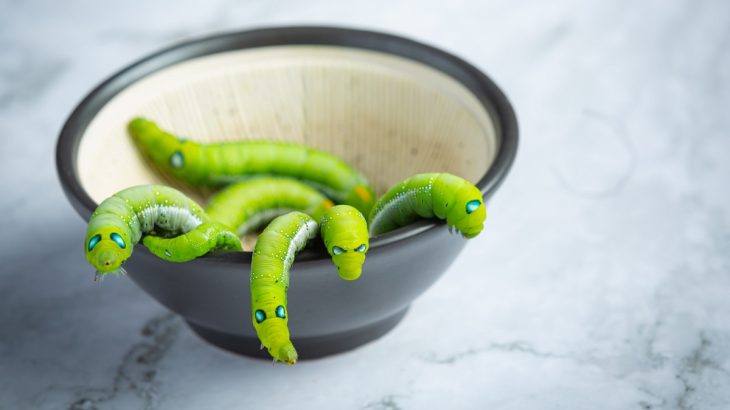 Zelení červi lezoucí z misky znázorňující otravu jídlem