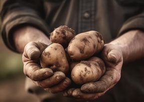 Mužské ruce držící brambory od hlíny