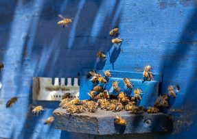 Roj včel u vchodu do modrého úlu