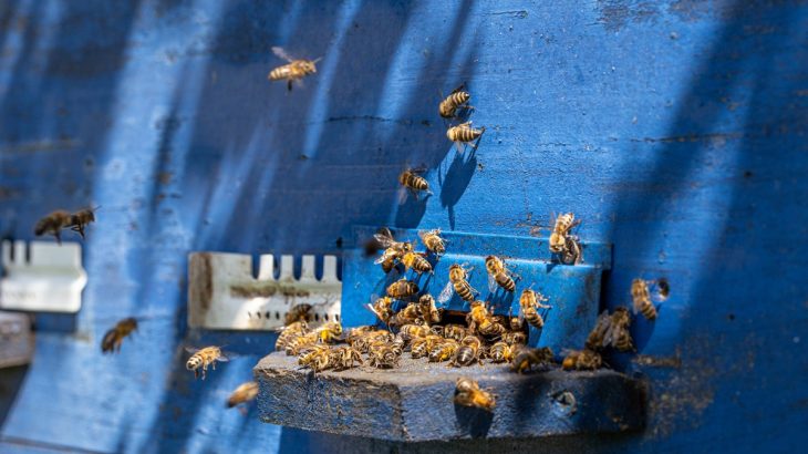 Roj včel u vchodu do modrého úlu