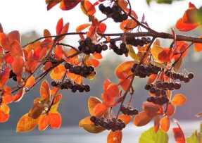 Plody aronie na podzim