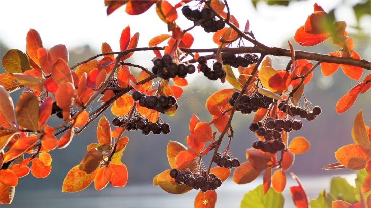 Plody aronie na podzim